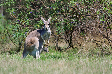 Naklejka na ściany i meble Kangaroo mother between bushes - Victoria, Australia