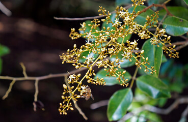 Velvet tamarind flowers (Dialium guineense), Rio, Brazil