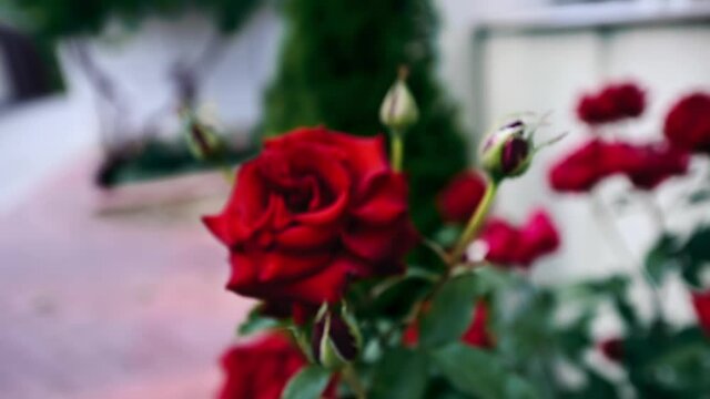 Cinematic shot of a red rose growing in the garden. Slow motion