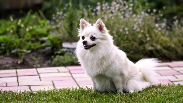Small white pomeranian spitz looking around in the house's garden