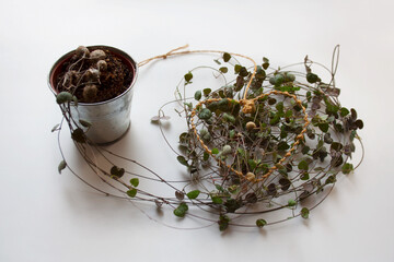Ceropegia woodii plant, also known as chain of hearts, with heart shaped thread on white background	