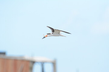 seagull in flight