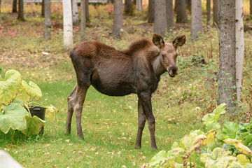 Moose Calf