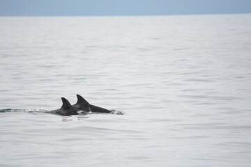 Fototapeta premium humpback shark