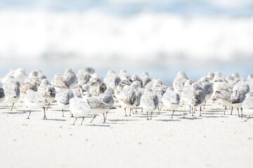 beach dunes