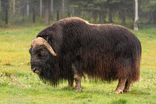 Musk Ox