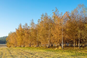 Birch trees in autumn in north Idaho.