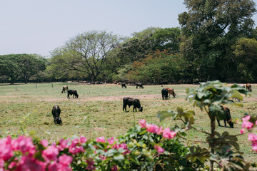Vacas negras comiendo en paisaje natural