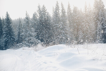 winter forest in the snow