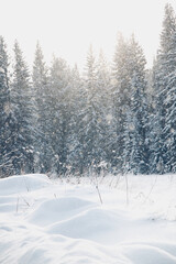 snow covered trees in the forest