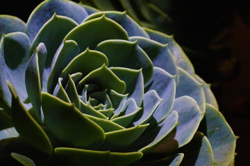 Green succulent plant on dark background