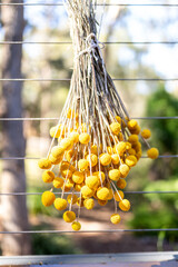 billy buttons or craspedia from Australia, haning or drying from a fence outside