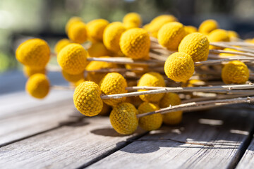 billy buttons or craspedia from Australia, hanging or drying from a fence outside