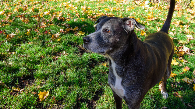 Cute senior dog in an autumn field of grass and leaves portrait background, breed is Boxador