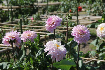 うっすらとピンク色がかった白いダリア