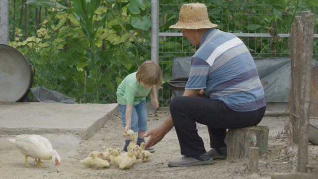 Portrait of grandfather with straw hat and little child feeding baby and mother ducks, love  animals, healthy food, authentic resources