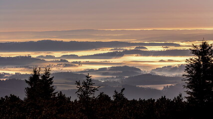Morning mist rolling over wavy meadows enlightened by sunrise sun. Dark trees in the foreground,.