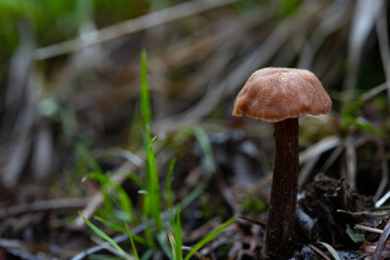 Mushroom With Copy Space