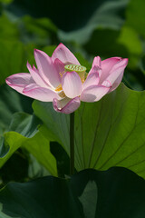 Fototapeta premium pink lotus flower japan
