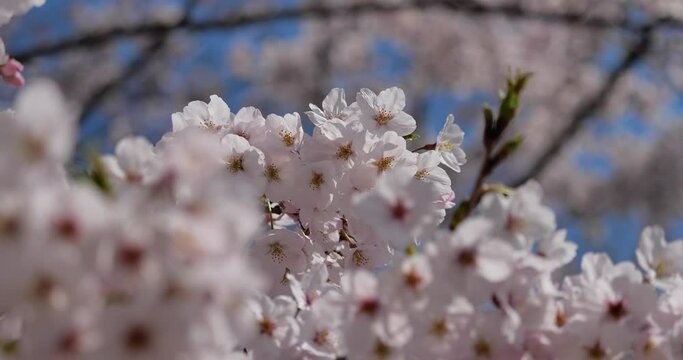 満開の桜の花　ティルトダウン　チルトダウン
