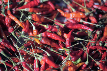 macro food photography - horizontal close up of many hot red chili peppers laying on the pile, drying under sunlight, outdoors in the Gambia, Africa on a sunny day 