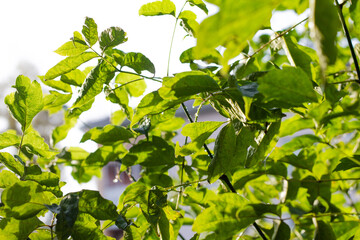 Green foliage of a tree under the sun. summer landscape. Fresh greens. Backlit vibrant yellow green foliage and delicate branch silhouettes. Under the overlapping leaves with sun shining through: idea