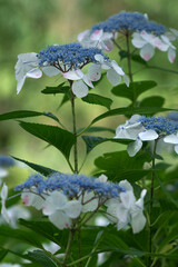 blue flowers in the garden hydrangea