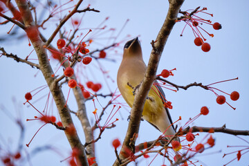 a Cedar waxwing, Bombycilla cedrorum perched on a tree branch of a crabapple in fruit