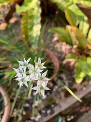 flowers in a garden