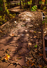 秋の遊歩道　星置緑地