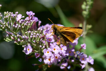 Skipper butterfly on butterfly bush