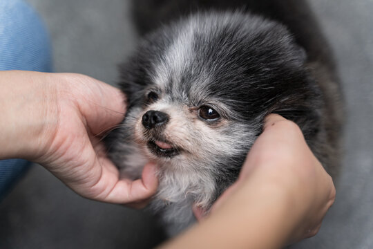 The image of a small black Pomeranian dog is very cute.