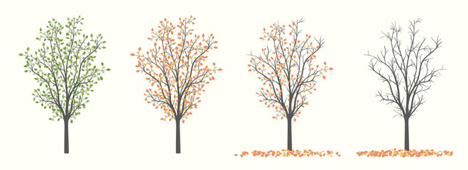Tree with leaves of different colors in four versions autumn and summer