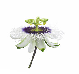 Big beautiful flower passion fruit isolated on white background