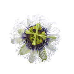 Top view of Big beautiful flower passion fruit isolated on white background