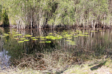 Obraz premium Nature background of a grassy river bank with water lilies and tropical trees