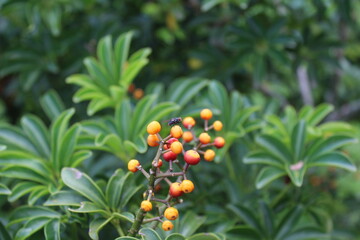 Umbrella tree (Schefflera arboricola) with fruits