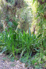Obraz premium Green spiky plants in a tropical garden with sunlight shining on forest trees in the background.