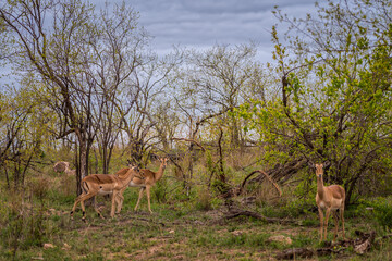 Antelope in Kruger National Park, South Africa