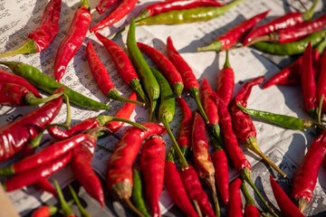 充分に萎びたトウガラシを茎の根元から切り取って逆さ吊りして真っ赤な唐辛子にする光景は秋の風物詩です