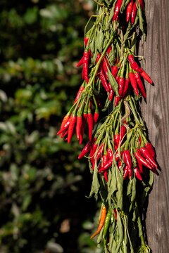 22 Best 木立唐辛子images Stock Photos Vectors Adobe Stock