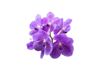 Purple Orchid Vanda flower isolated on white background in cluded clipping path.