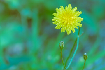 dandelion flower close up view outdoors