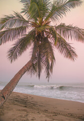 palm tree on the beach