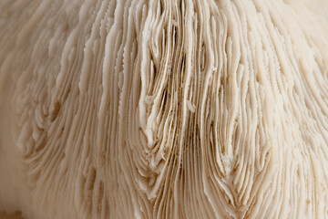 Closeup beige natural coral texture