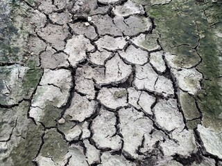 close up dry cracked soil texture