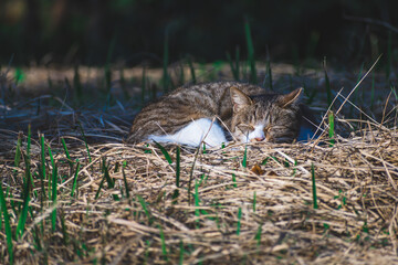 昼寝をする野良猫