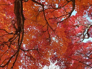 아름다운 가을 단풍