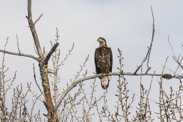Perched Juvenile Bald Eagle