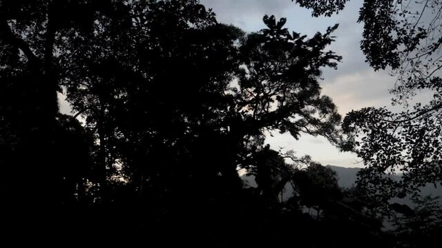 Beautiful drone shot of a silhouette of tropical trees forest plants on sunset night dark in jungle bush rainforest parallax shot